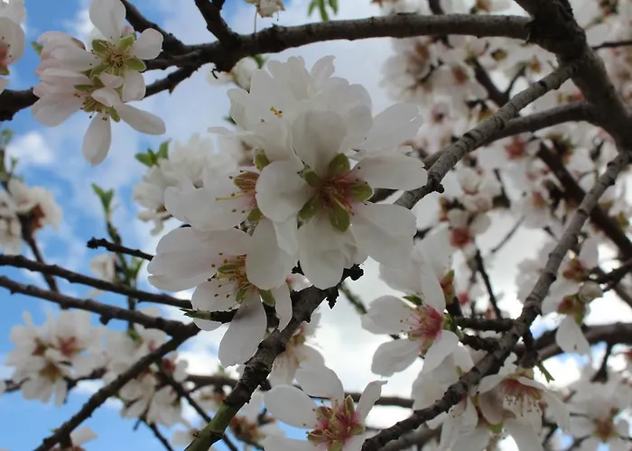 Bigaro Отель типа 