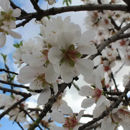 Bigaro فندق مبيت وإفطار